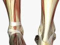 musculature_foot.jpg